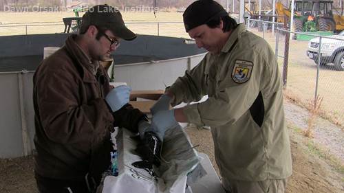 U.S. Fish and Wildlife Service technicians surgically implant radio transmitters in paddlefish before release. 